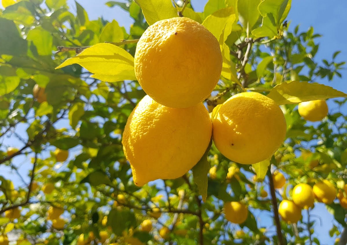 Користь і шкода лимонів